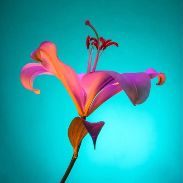 Deep Dive at Florezco Bodywork in phoenix, AZ