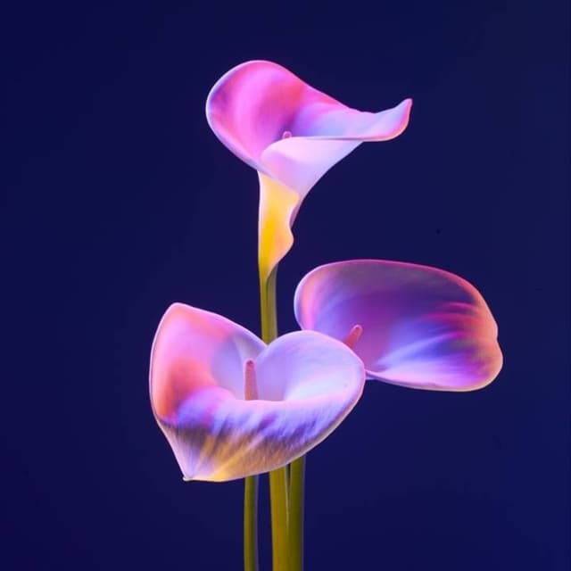 Harmony Hour at Florezco Bodywork in phoenix, AZ